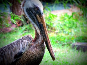 pelican-52683_640